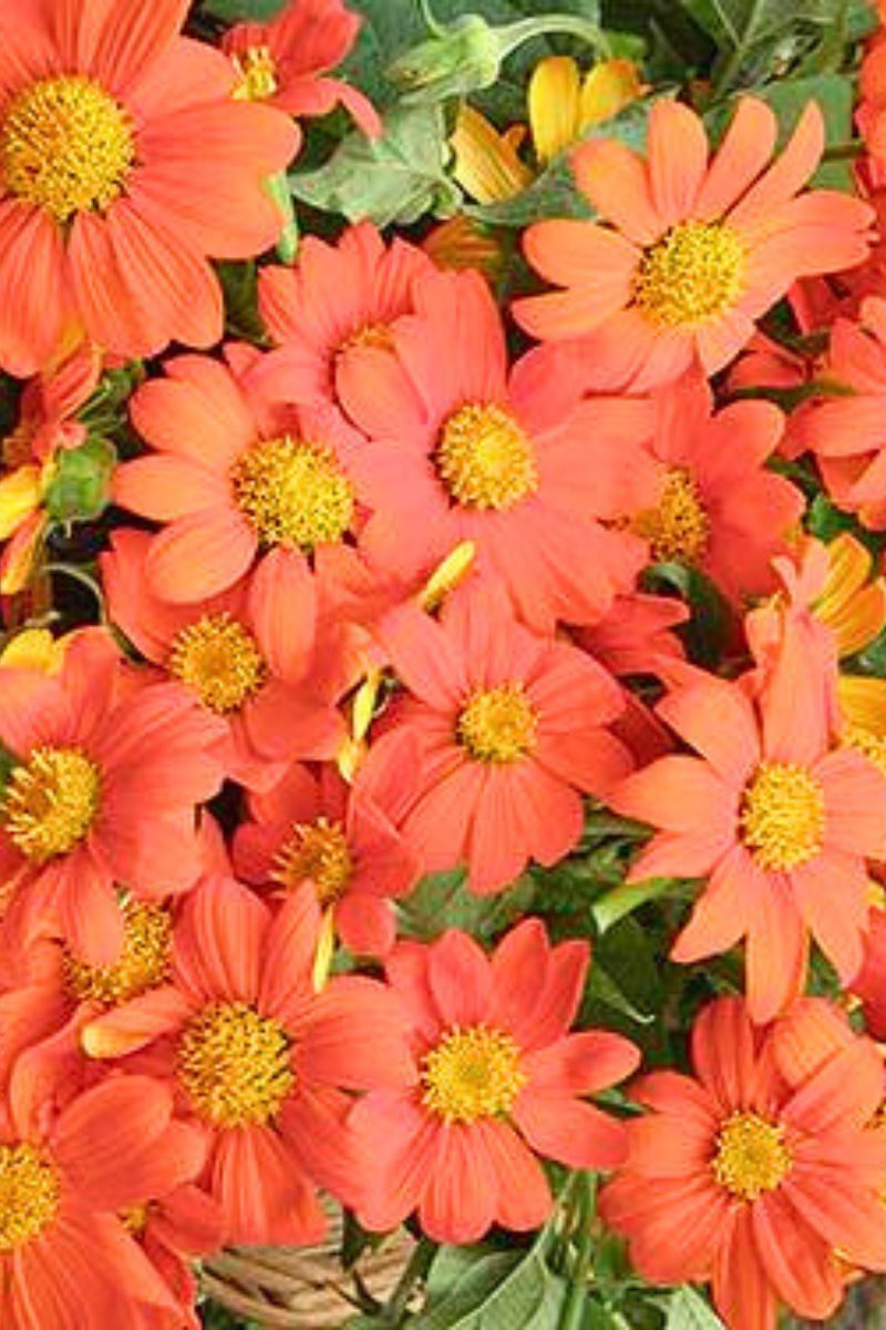 Renee's Garden Butterfly Flowers Heirloom Torch Tithonia Seeds