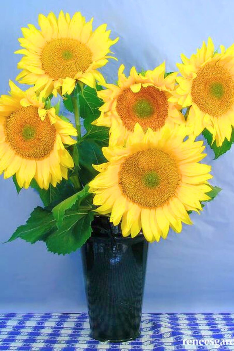 Renee's Garden Ornamental Sunflowers Van Gogh Seeds