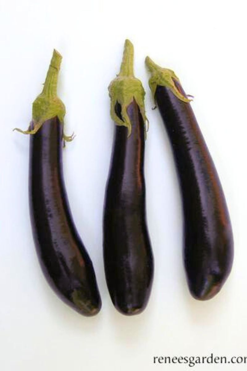 Renee's Garden Heirloom Italian Eggplant Violetta Lunga Organic Seeds
