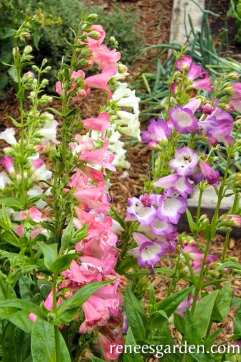 Renee's Garden Hummingbird Penstemon Wedding Bells Seeds