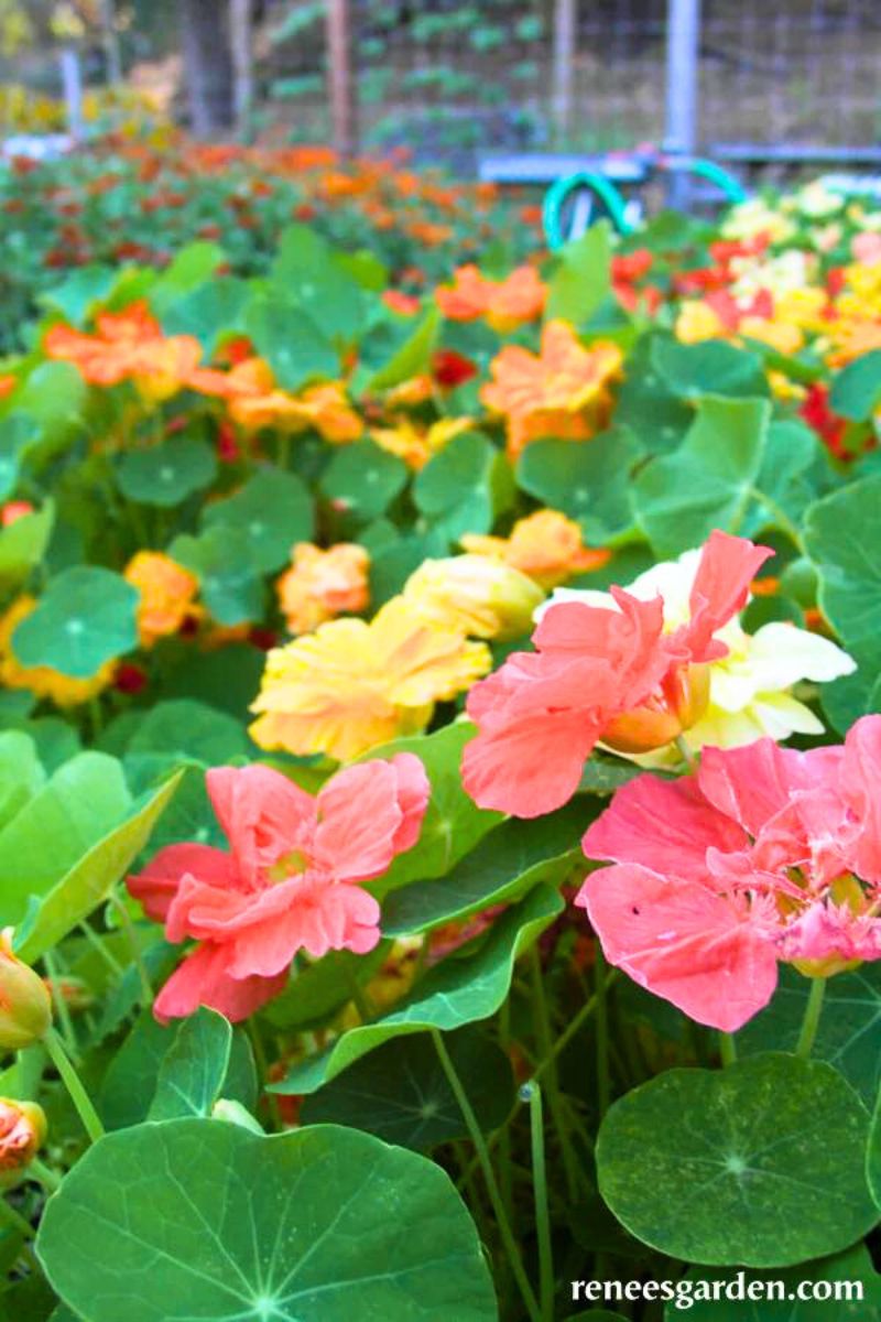 Renee's Garden Rainbow Nasturtiums Whirlybird Mix Seeds