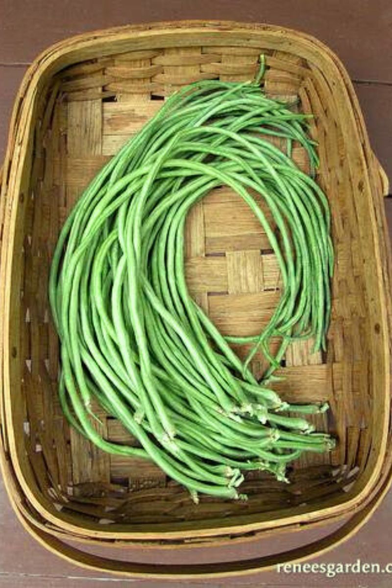 Renee's Garden Pole Beans Yard Long Noodle King Seeds