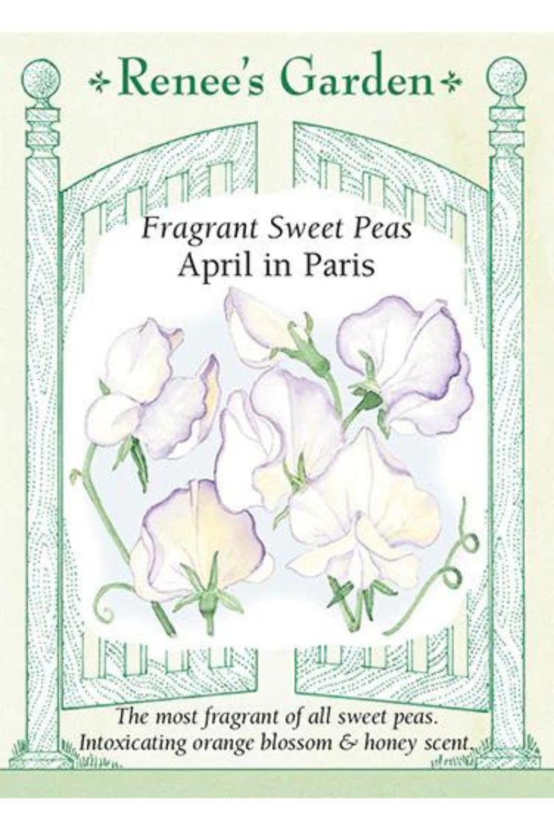 Renee's Garden Fragrant Sweet Peas April in Paris Seeds