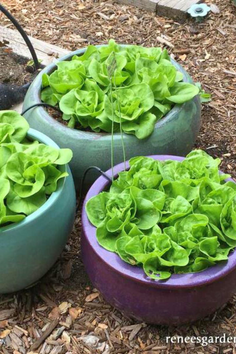 Renee's Garden Container Lettuce Garden Babies Butterhead Seeds