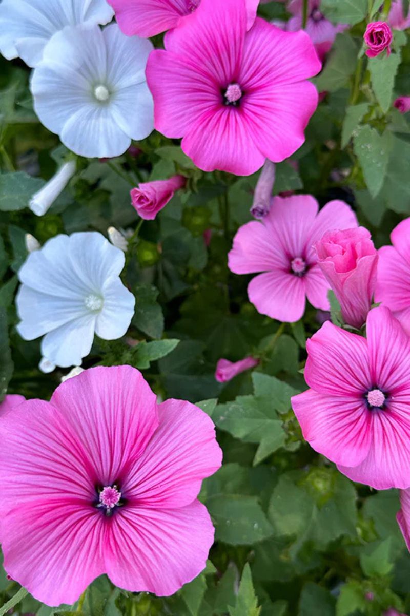 Renee's Garden Pollinator Flowers 'Patio Pastels Lavatera' Seeds