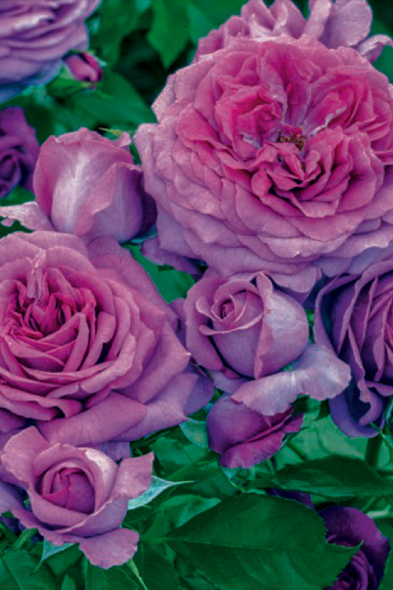 Rose, Sweet Madame Blue