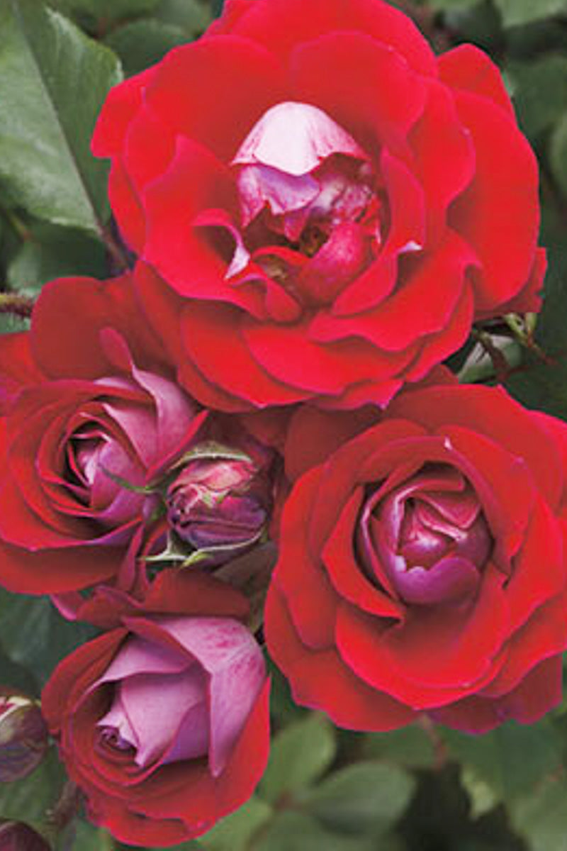 Rose, Take It Easy