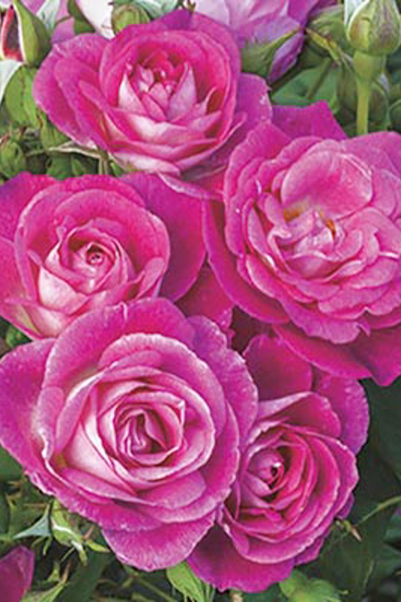 Rose, Easy To Please