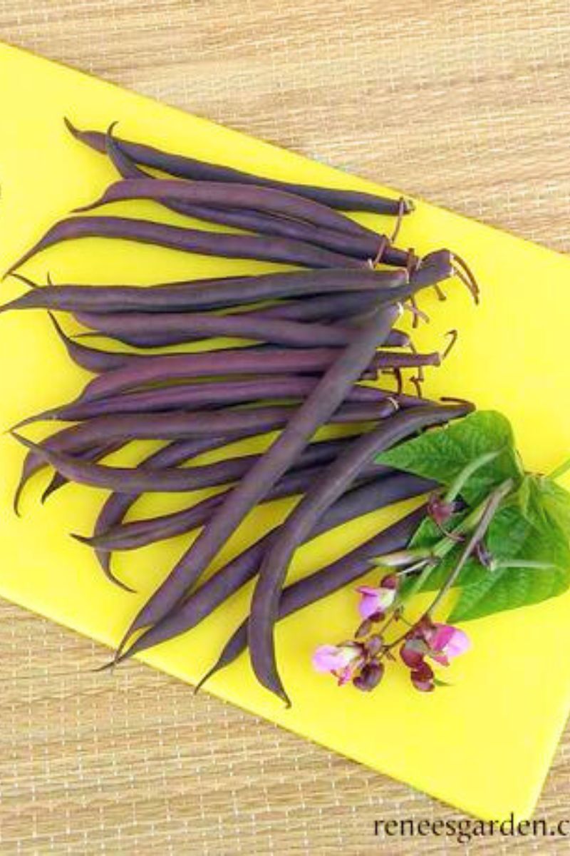 Renee's Garden Heirloom Bush Bean Royalty Purple Pod Organic Seeds