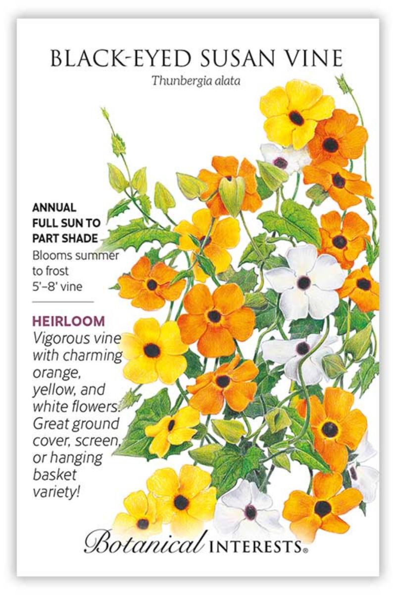 Botanical Interests Black Eyed Susan Vine Seeds