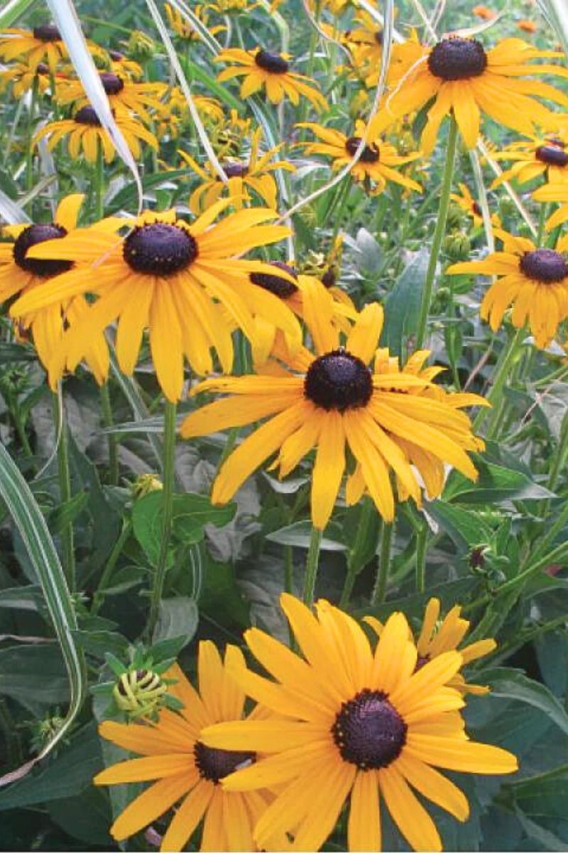 Botanical Interests Black-Eyed Susan Seeds