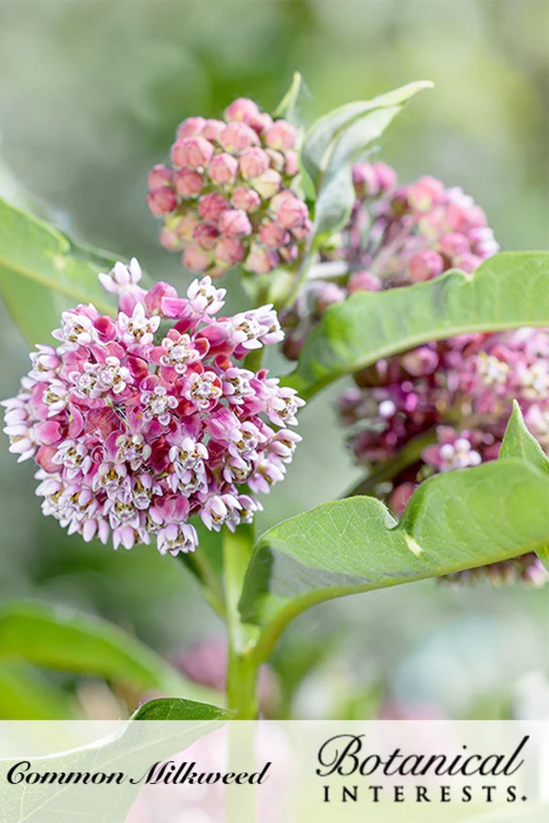 Botanical Interests Common Milkweed/Butterfly Flower Organic Seeds