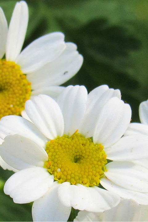 Botanical Interests Feverfew Organic Seeds