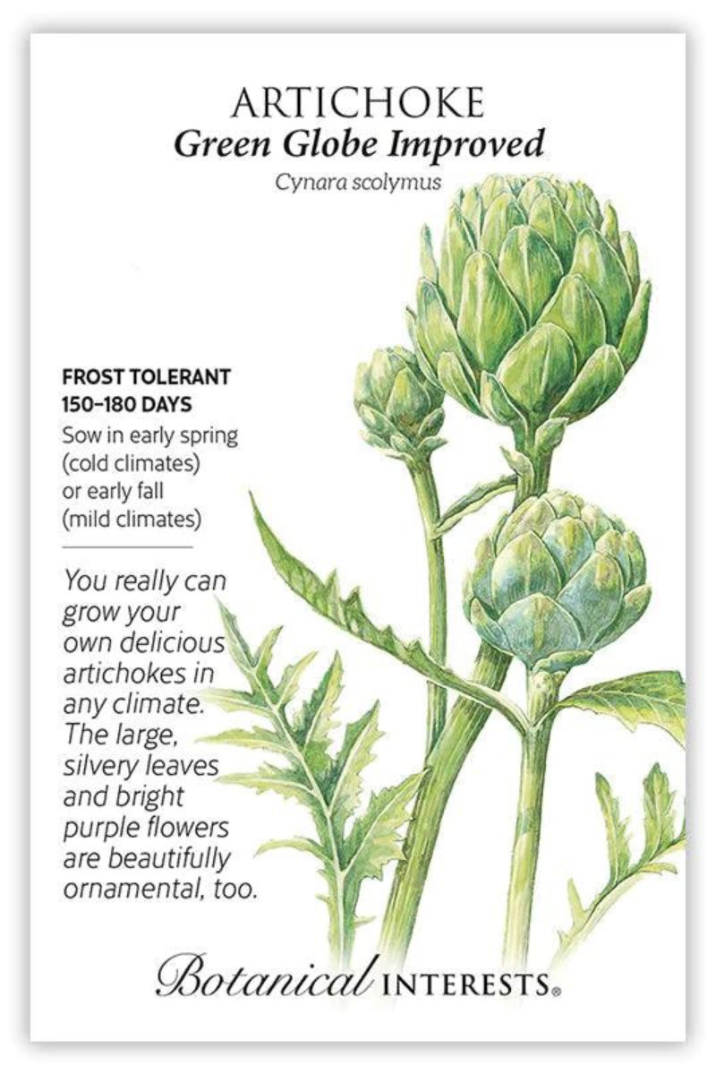 Botanical Interests Green Globe Improved Artichoke Seeds