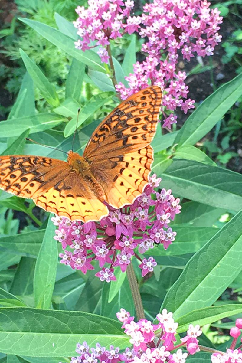 Botanical Interests Irresistible Blend Milkweed/Butterfly Flower Seeds