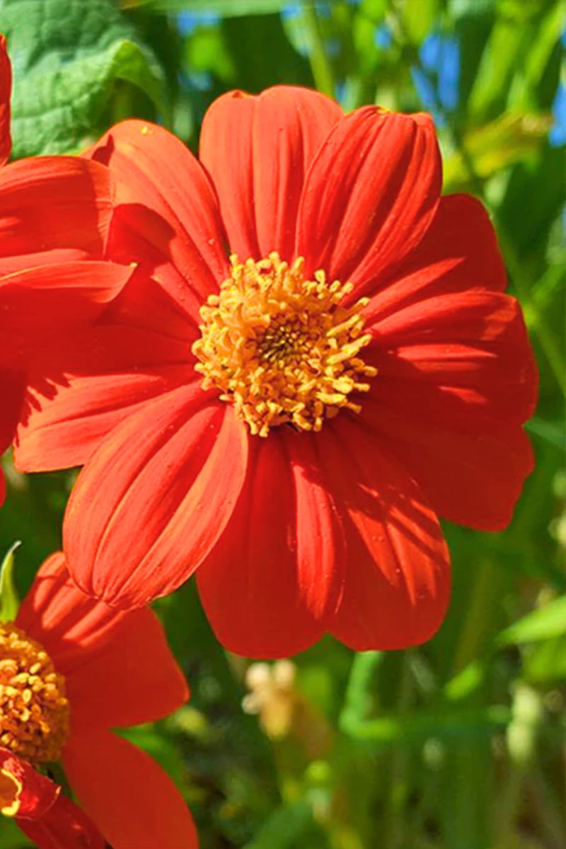 Botanical Interests Torch Mexican Sunflower Organic Seeds