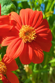 SEED SUNFLOWER MEXICAN TORCH