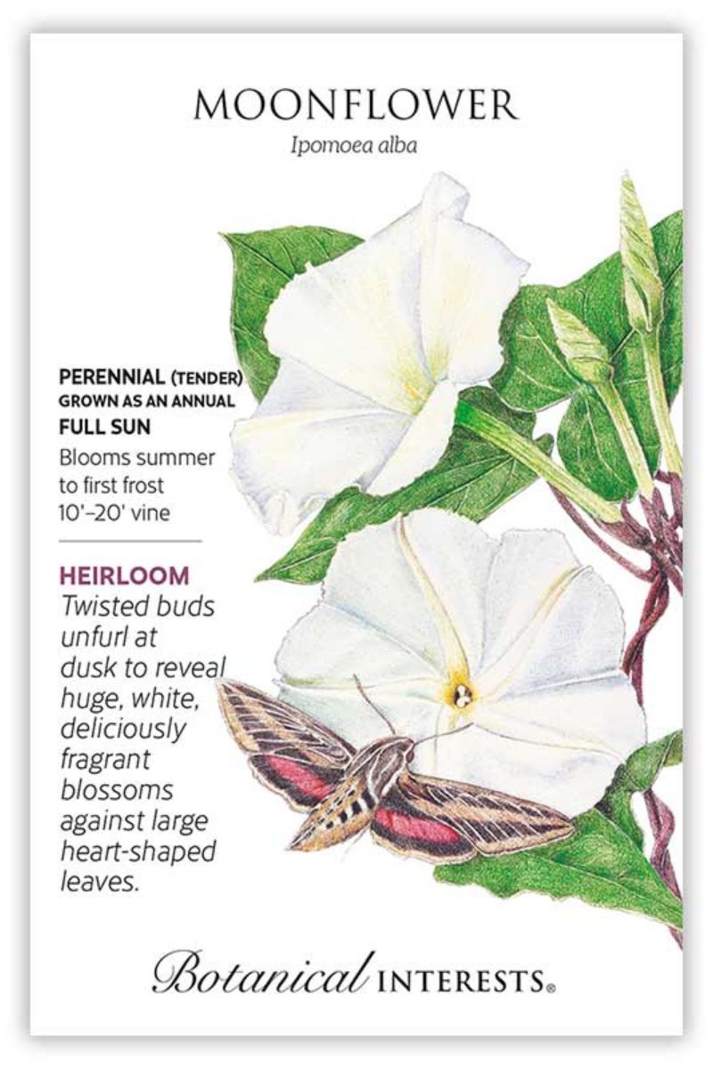 Botanical Interests Moonflower Heirloom Seeds