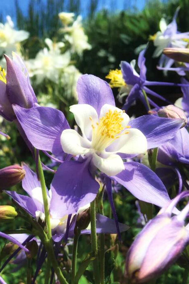 Botanical Interests Rocky Mountain Blue Columbine Seeds