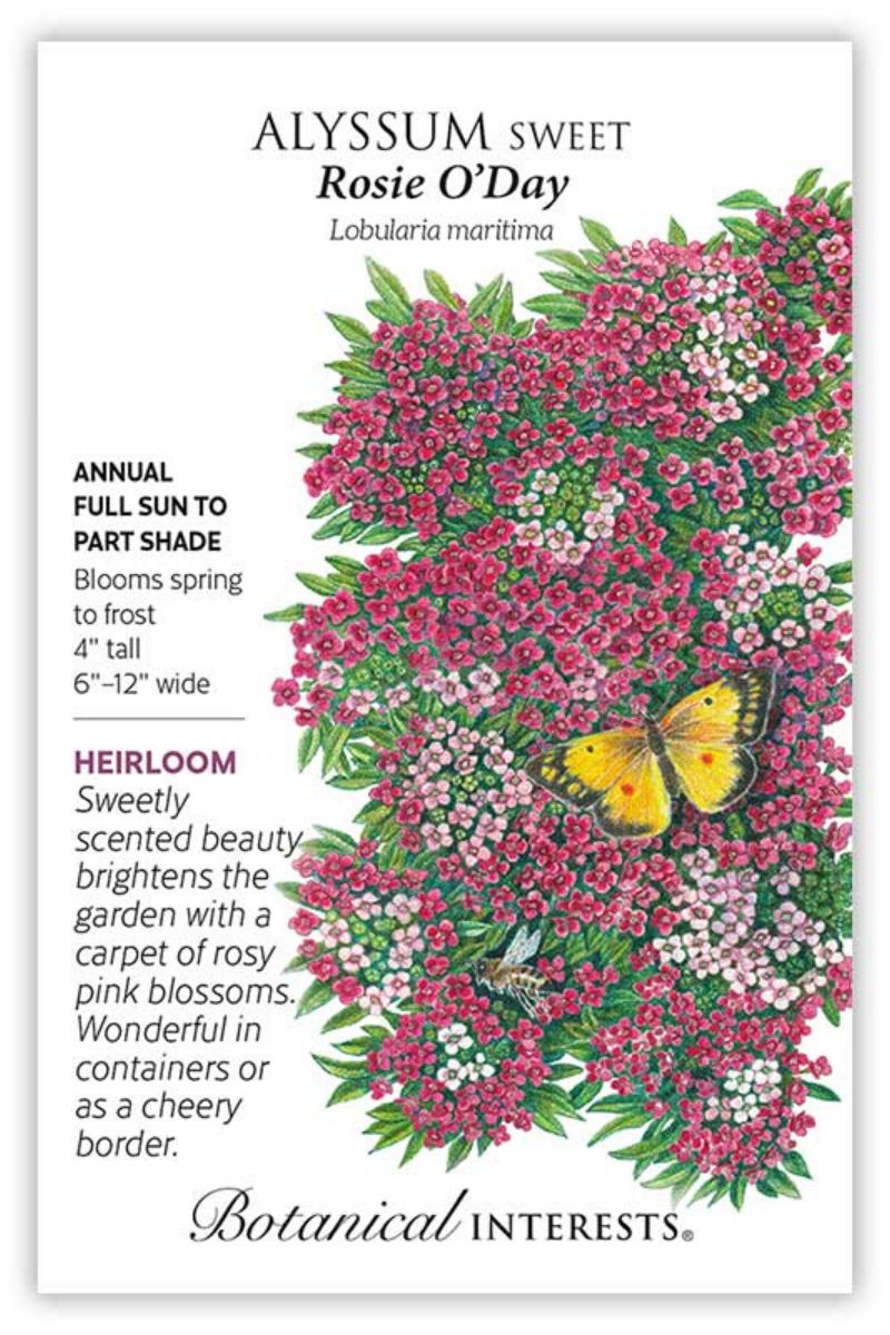 Botanical Interests Rosey O'Day Sweet Alyssum Seeds