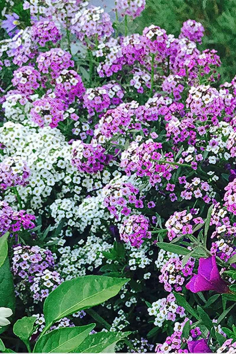 Botanical Interests Rosey O'Day Sweet Alyssum Seeds