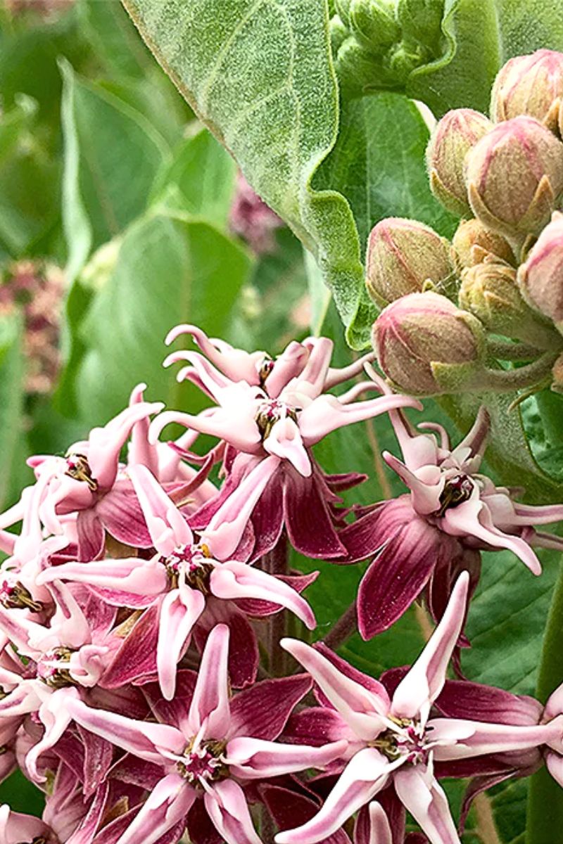 Botanical Interests Snowy Milkweed/Butterfly Flower Seeds