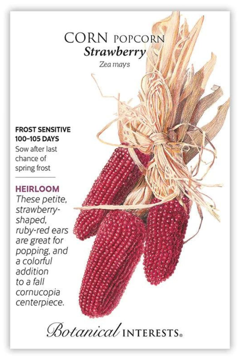 Botanical Interests Strawberry Popcorn Corn Seeds