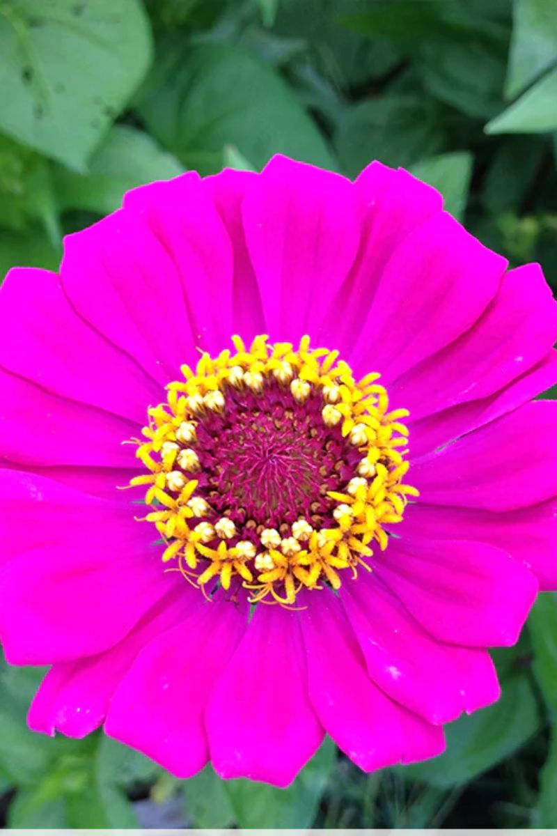 Botanical Interests Thumbelina Zinnia Organic Seeds