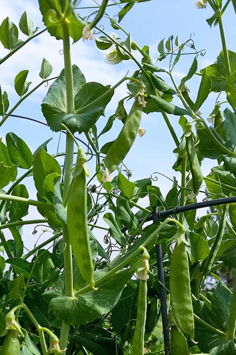 Botanical Interests Wando Shelling Pea Seeds