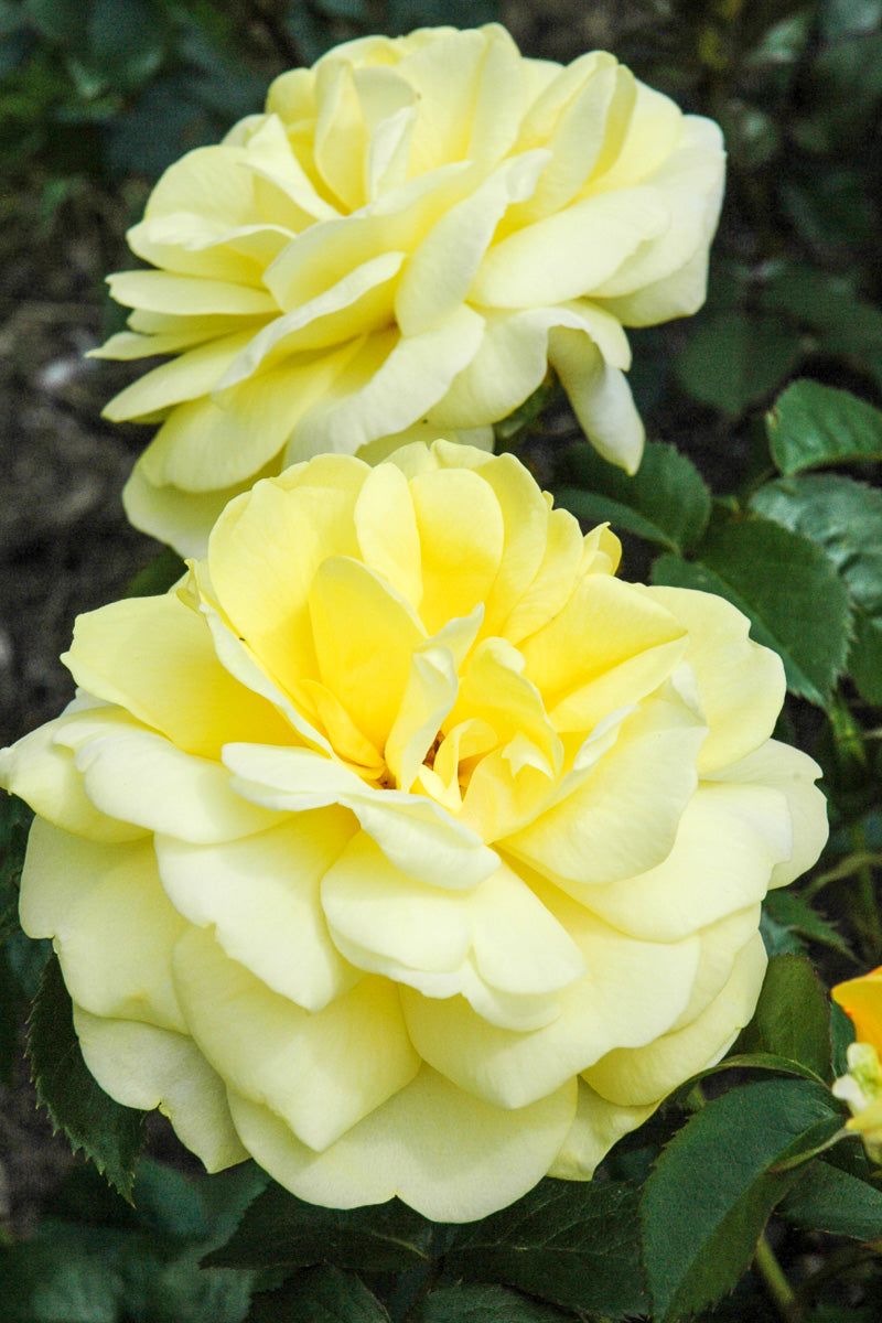 Rose, Yellow Brick Road