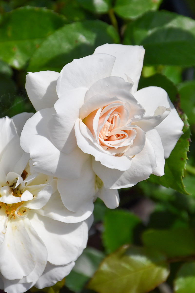 Rose, Champagne Wishes