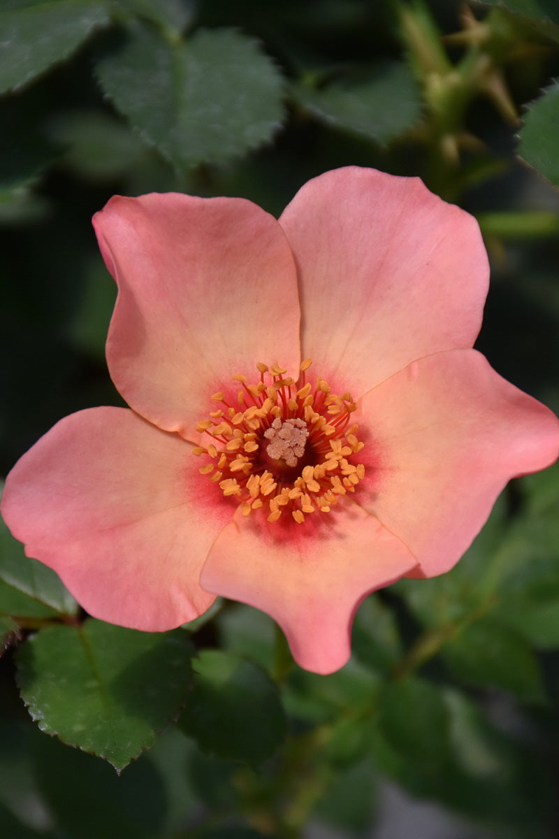 Rose, Ringo All Star