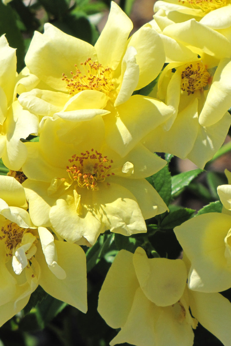 Rose, Floral Carpet Yellow 5Gt