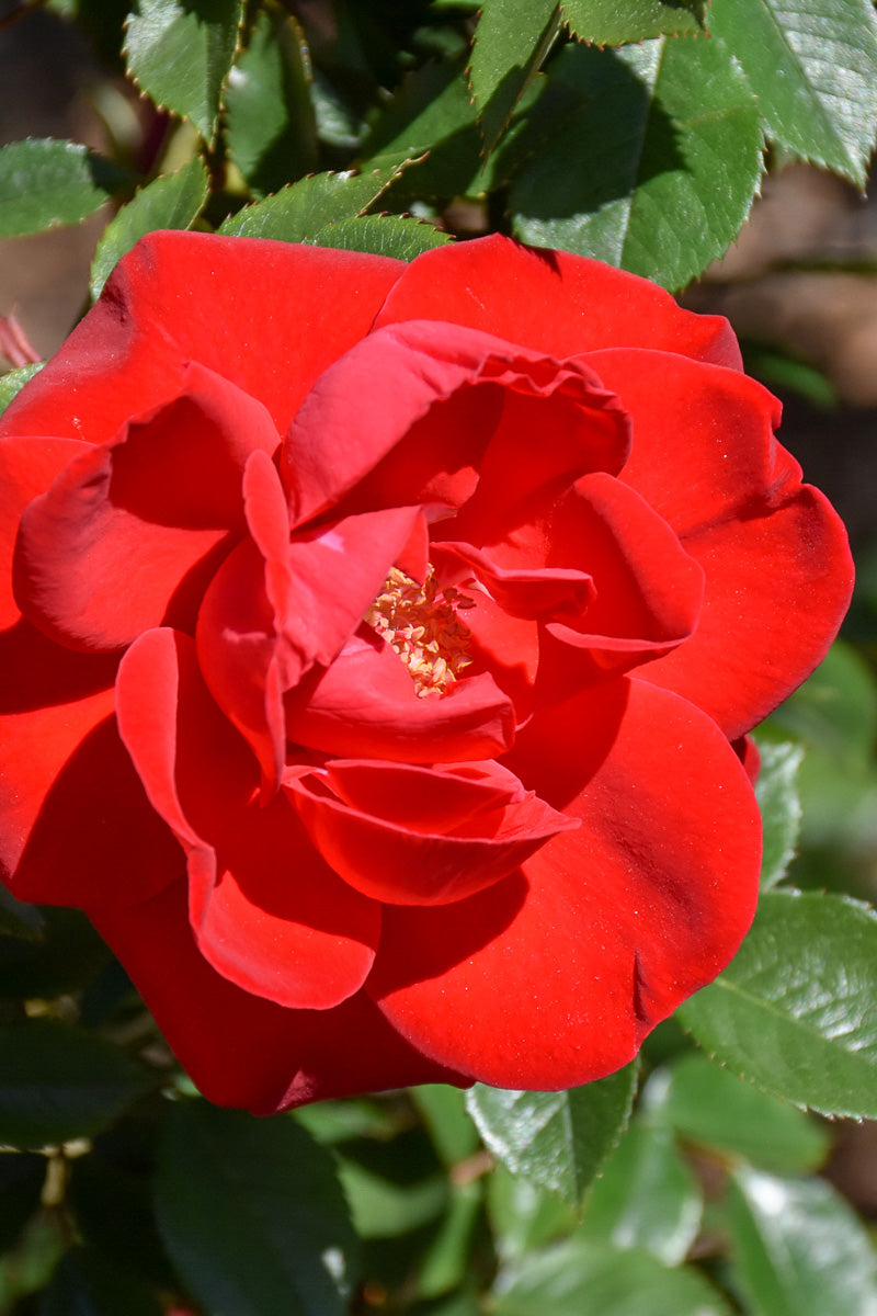 Rose,Como Park, Med Red