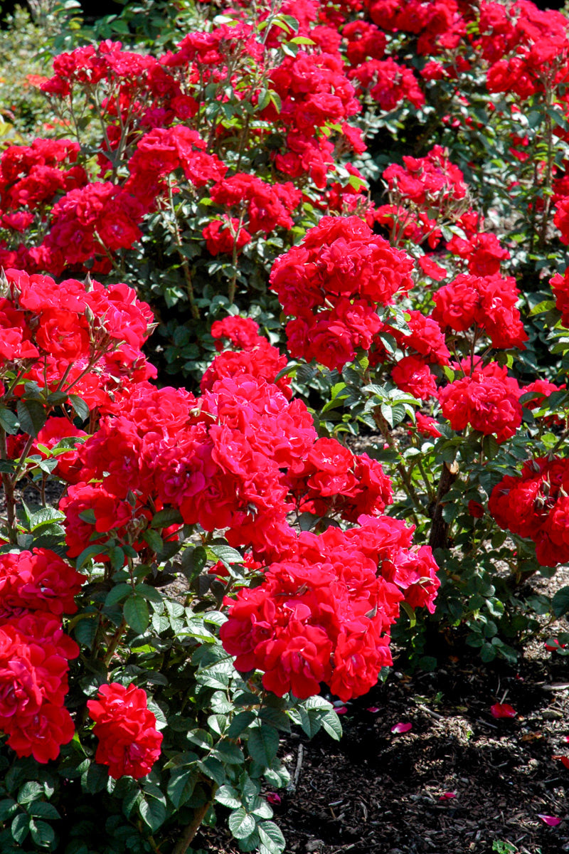 Rose, Linda Campbell