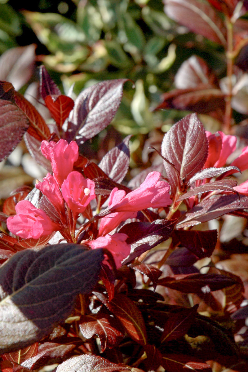 Weigela, Minor Black