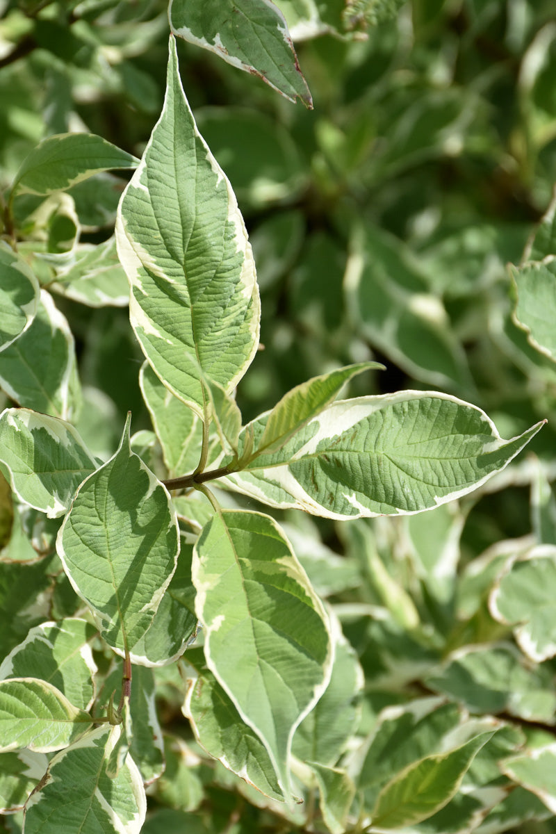 Dogwood, Cornelian Variegated