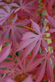 Maple, Japanese Sherwood Flame