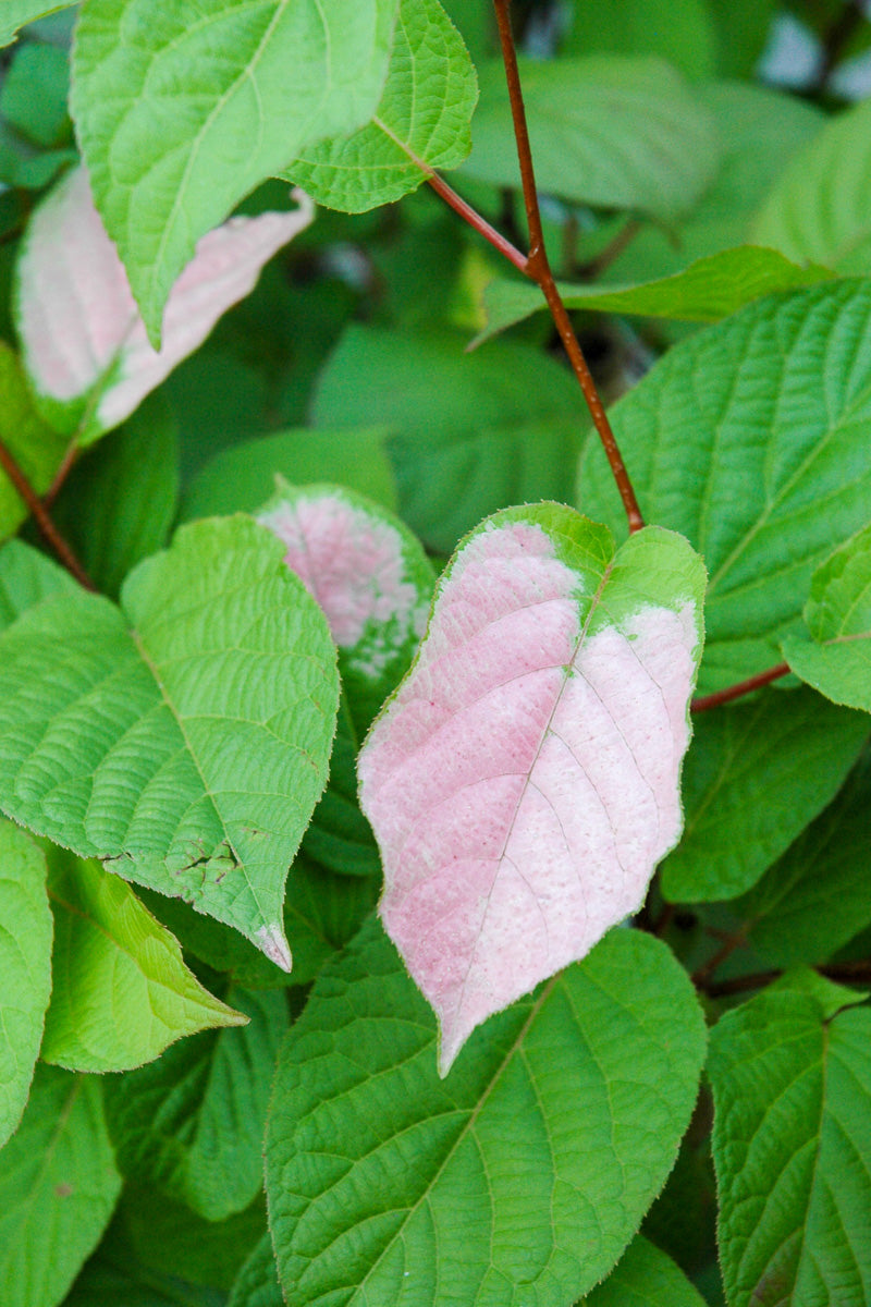 Vine, Kiwi September Sun