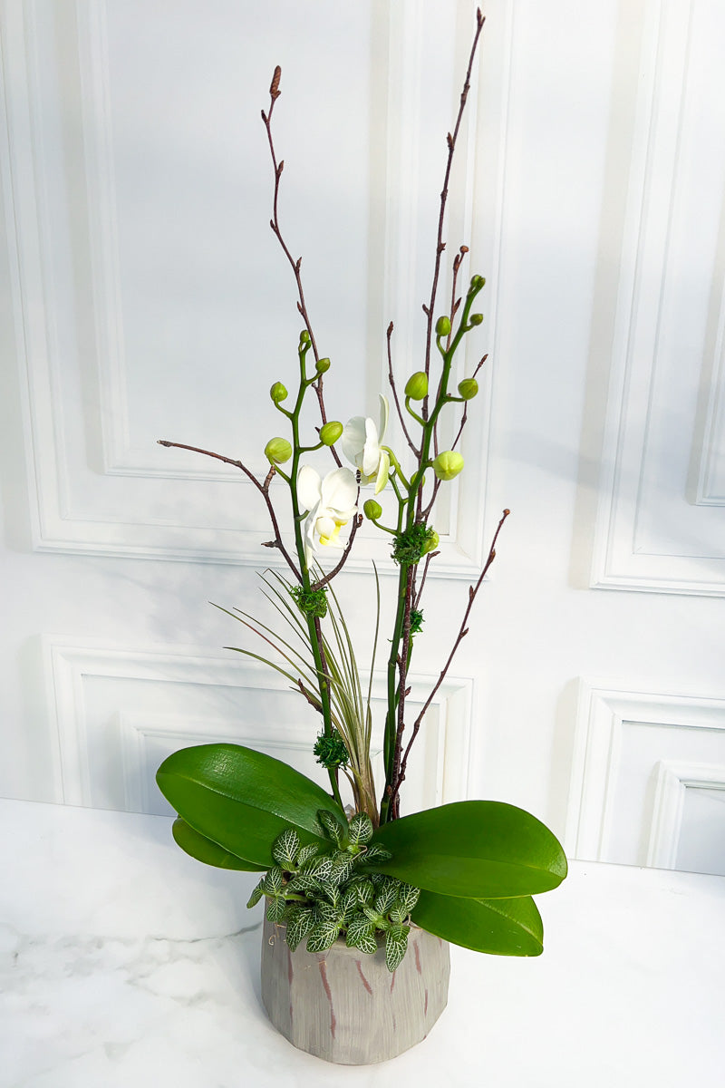 Cs Orchid Forest Bark 5.75