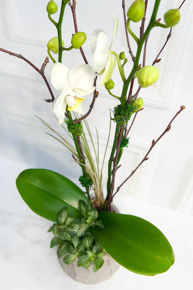 Cs Orchid Forest Bark 5.75