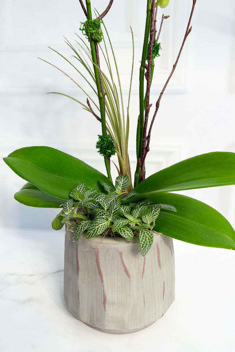 Cs Orchid Forest Bark 5.75