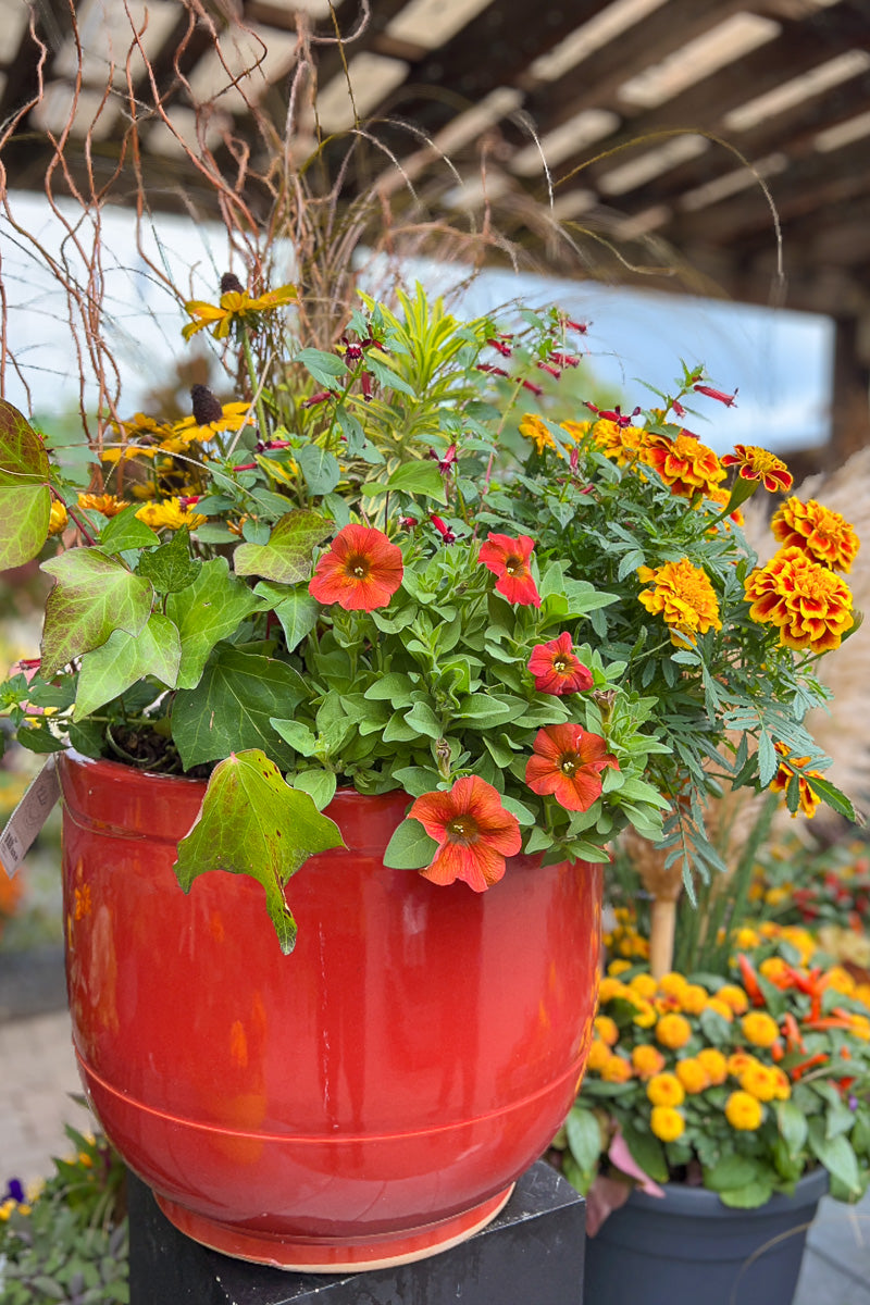 Cs Fall Red Sun 16"