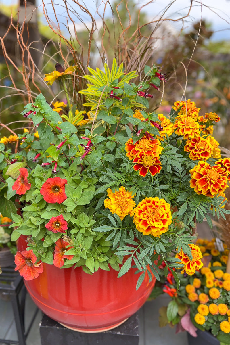 Cs Fall Red Sun 16"