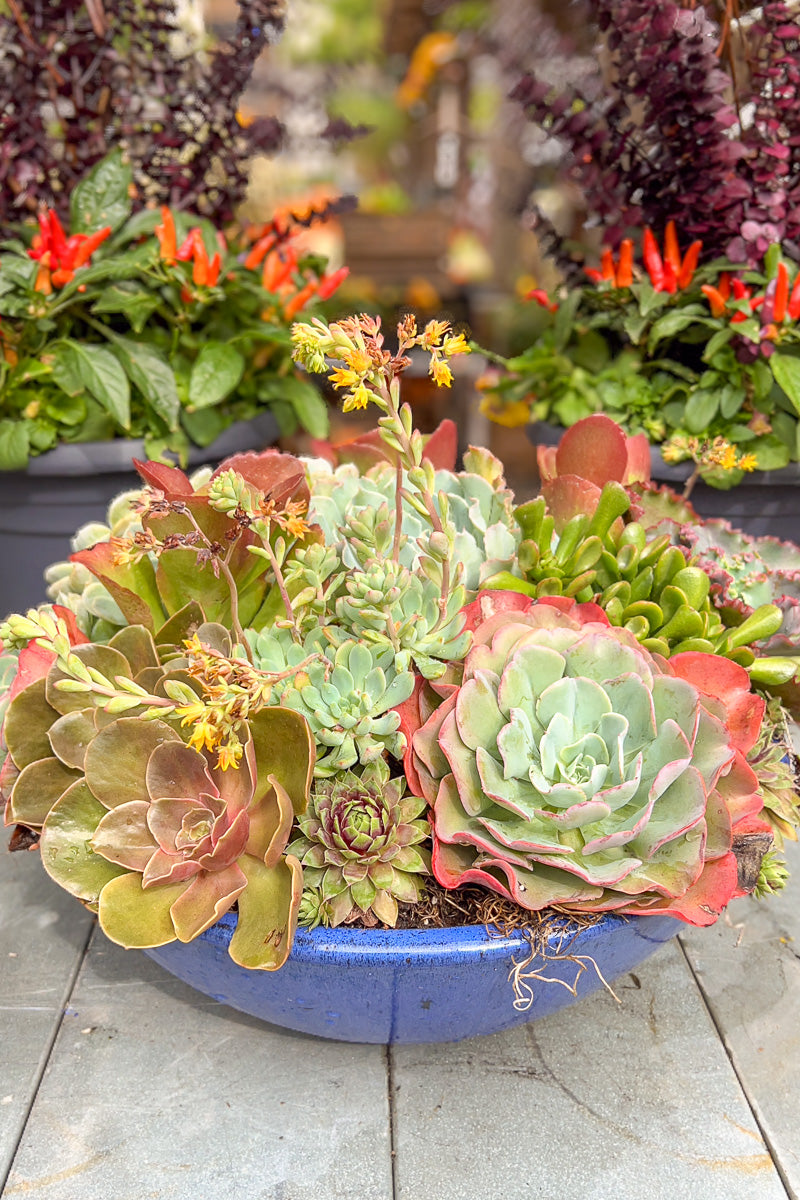 Cs Rh Summer Succ Blue Bowl 18