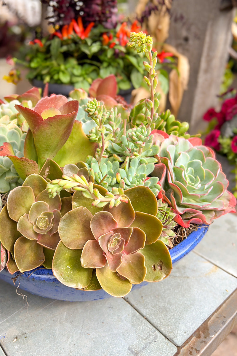 Cs Rh Summer Succ Blue Bowl 18