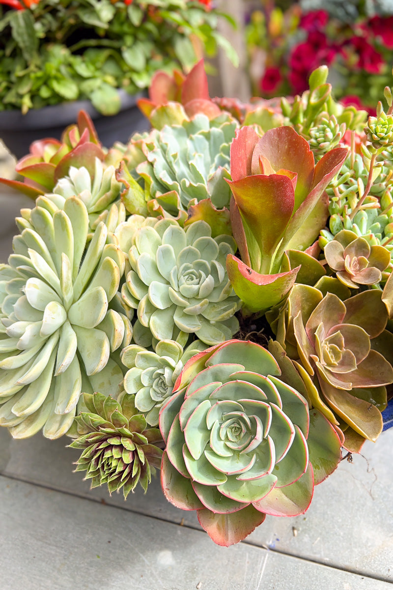 Cs Rh Summer Succ Blue Bowl 18