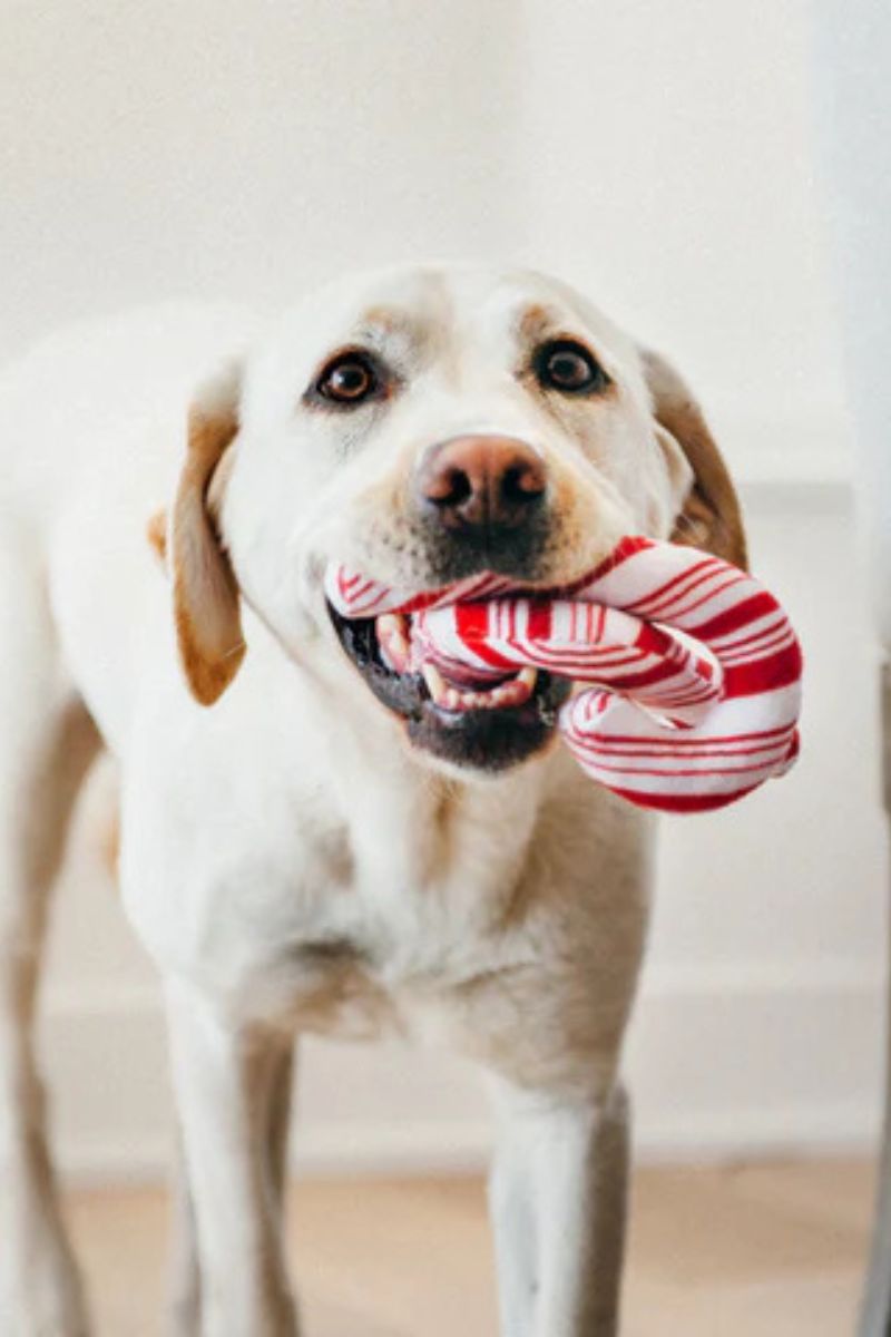 P.L.A.Y. Holiday Classic Candy Canes