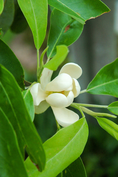 Magnolia, Sweetbay
