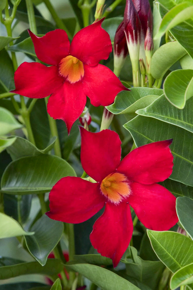Mandevilla, Sunvilla Red